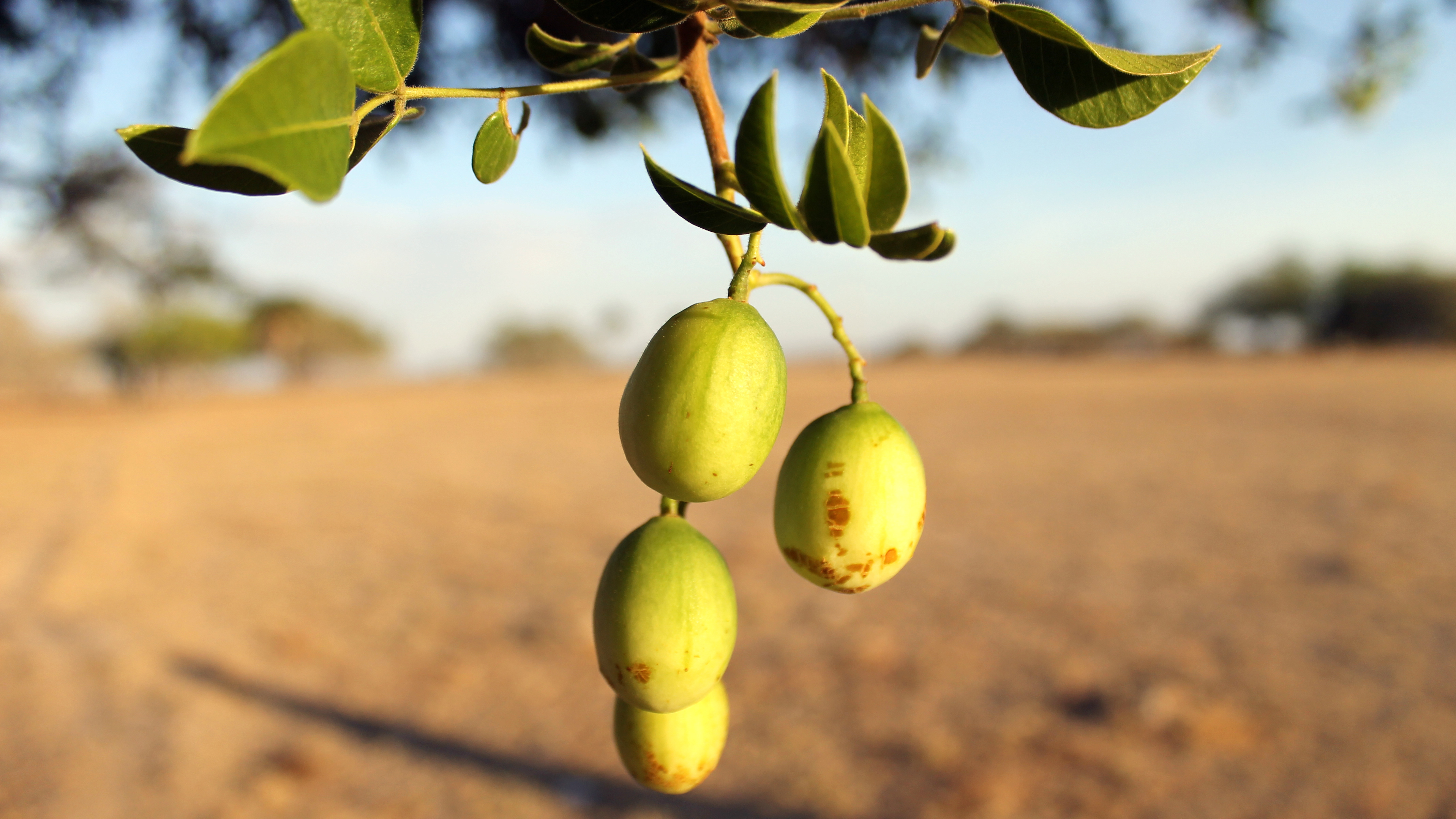 Umbu: Para Euclides da Cunha, “é a árvore sagrada do sertão”. A fruta, de sabor agridoce e rica em vitamina C, é consumida in natura e em polpa do Ceará ao norte de Minas Gerais (Foto: Mariana Oliveira/WRI Brasil)