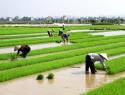 Imagem mostra agricultores trabalhando em campo de arroz