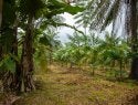 Área de RNA implementada no Assentamento Abril Vermelho