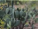 Imagem de cactos característicos do bioma da Caatinga, em Itapetim PE