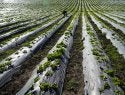 Cultivos em campos agrícolas destacando a agricultura sustentável