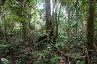 Amazônia, a maior floresta tropical do mundo, guarda um potencial ecossistêmico ainda desconhecido (Foto: LollyKnit/Flickr)