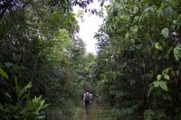 Homem caminha em meio a floresta na Amazônia