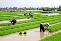 Imagem mostra agricultores trabalhando em campo de arroz