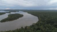 Foto aérea de floresta regenerada na Amazônia