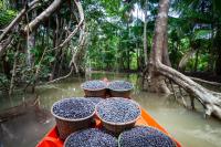 transporte de açaí em igarapé na amazônia