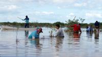 pessoas trabalhando em mangue