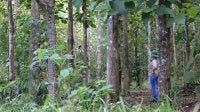 Regeneração natural assistida 