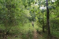  áreas de regeneração natural assistida