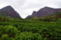Plantação de café