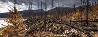 Incêndio florestal no Canadá