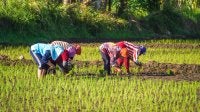 pessoas agachadas em uma paisagem rural