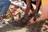Foto mostra pessoas plantando mudas