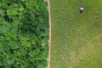 Imagem de uma plantação com pasto 