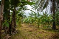 Área de RNA implementada no Assentamento Abril Vermelho