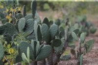 Imagem de cactos característicos do bioma da Caatinga, em Itapetim PE