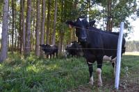 A integração de lavoura, pecuária e floresta é uma das maneiras de produzir carne de baixo carbono (foto: Gustavo Porpino/Embrapa)
