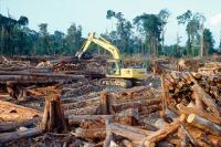 Desmatamento de floresta tropical. Foto: Rainforest Action Network/Flickr