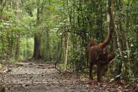 Forests James Anderson Indonesia.jpg