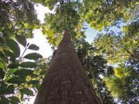 Plantio de mogno amazônico, uma das espécies de árvores que foram considerados no Projeto VERENA (Foto: Claudio Pontes)