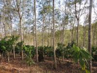 Sistema Agroflorestal com cacau e seringueiras é uma forma de tornar a agricultura sustentável (Foto: AgroItubera)