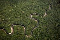 Imagem aérea da floresta amazônica. Foto: Cesar David Martinez/Avaaz