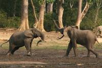 Um novo estudo revela que elefantes são importantes para o potencial de armazenamento de carbono das florestas