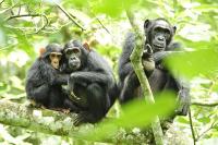 Cientistas prevêem extinções de primatas sem precedentes se as emissões continuarem inalteradas 