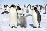 pinguins imperadores
