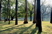 Cities4Forests florestas cidades preservação restauração