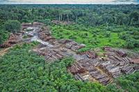 Coleta ilegal de madeira na Amazônia