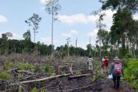 Área de desmatamento na Indonésia. Foto: Divulgação/WRI