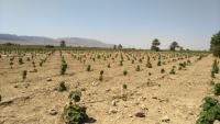 Florestamento no Irã: abordagem é parte do cardápio de soluções baseadas na terra para remoção de carbono (foto: Alieza Nasiri, Creative Commons)