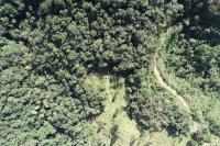 Imagem floresta restauração drone