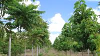 Reflorestamento para fins produtivos no sul da Bahia (Foto: WRI Brasil)