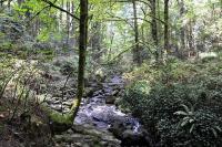 Florestas saudáveis podem ajudar a filtrar a água, proteger contra enchentes e regular os fluxos dos rios. Foto: Wikipedia