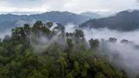 imágem aérea de ampla floresta com névoa entre as árvores