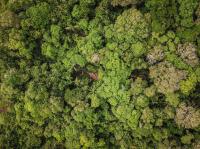 Restauração florestal pode amenizar o cenário de emissões originadas pelo desmatamento (Foto: Preta Terra)