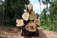 Caminhão leva madeira em floresta em Gana