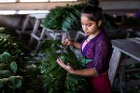 Mulher seleciona plantas na Guatemala (foto: Flickr/USAID Biodiversity & Forestr)
