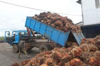 Caminhão descarregando o fruto do óleo de palma (Foto: African Hope/Wikimedia Commons)