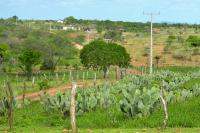Produção de palma na Caatinga. Espécie para alimentação dos animais, a palma pode ser usada em Sistemas Agroflorestais com árvores frutíferas (Foto: Bruno Calixto/WRI Brasil)