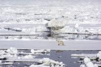 Urso polar no Ártico. O mundo precisa de ações decisivas para evitar o degelo (Foto: Chistopher Michel/Wikimedia Commons)