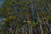 Reflorestamento com nativas em São Paulo