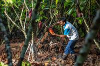 restauração peru agrofloresta