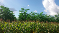 Sistemas Agroflorestais com milho e paricá