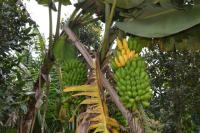 Um sistema agroflorestal que mistura bananas com outras espécies. É preciso criar um mercado para os produtos da floresta (Foto: Bruno Calixto/WRI Brasil)