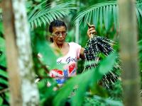Mulher durante colheita do açaí em Belém, no Pará (Foto: Sidney Oliveira/AG Pará)
