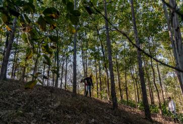 Trabalhador faz manejo em área de reflorestamento