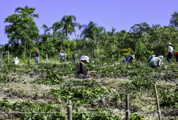 Mutirão de agricultores implantam SAF no Vale do Paraíba